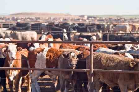 New Legislation on Antibiotics and Agriculture Image